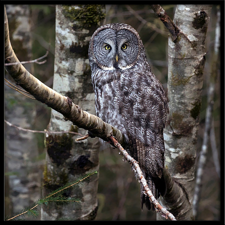 Great Grey Owl