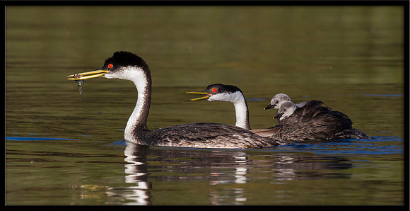 Western Grebes feeding chick