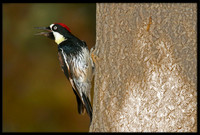 Acorn Woodpecker