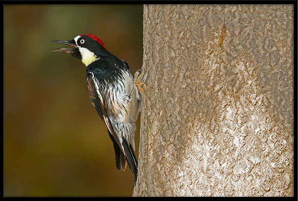 Acorn Woodpecker