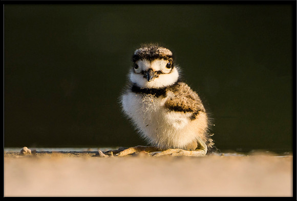 Killdeer Chick