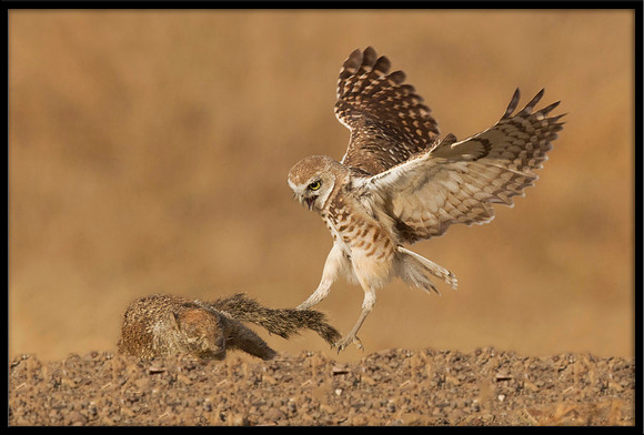 Burrowing Owl and Squirrel