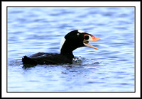 Surf Scoter eating clam