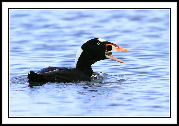 Surf Scoter eating clam