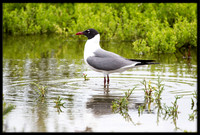 Laughing Gulls