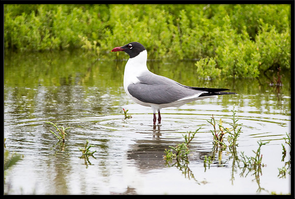 Laughing Gull
