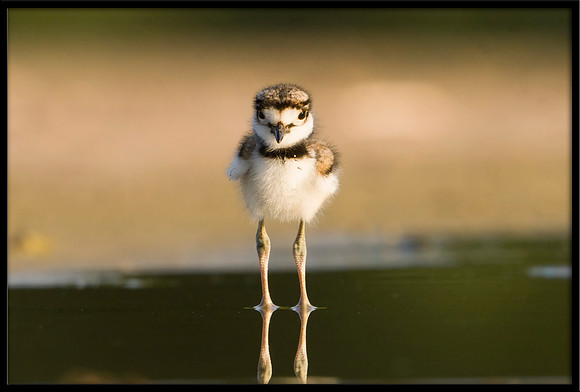 Killdeer Chick
