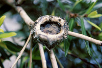 Newborn hummingbirds