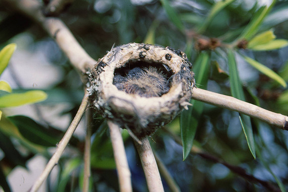 Newborn hummingbirds