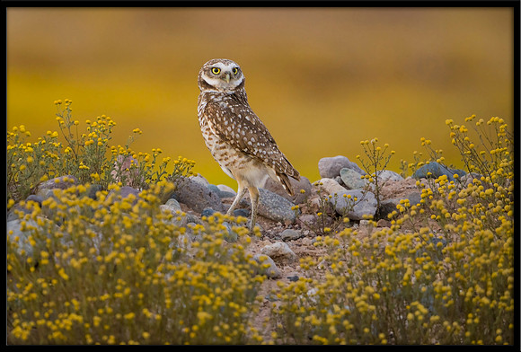 Burrowing Owl