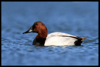 Canvasback