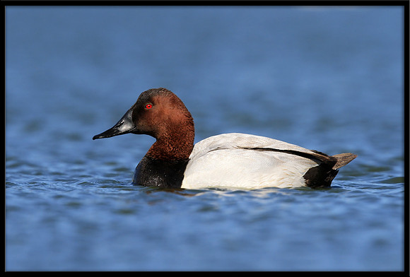 Canvasback