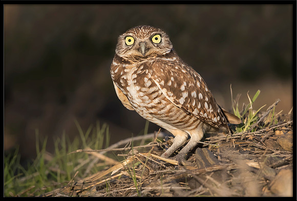 Burrowing Owl