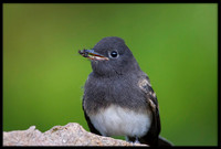 Black Phoebe with bee