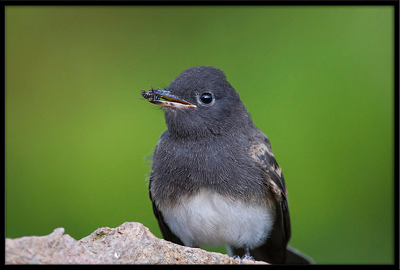 Black Phoebe with bee