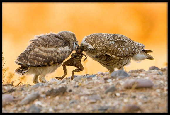 Burrowing Owl parent and juvie with frog