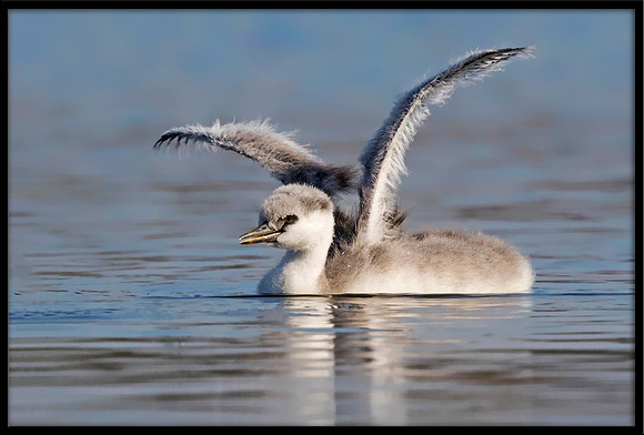 Western Grebe Juvi
