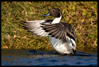Northern Pintail