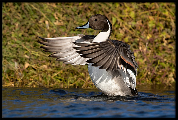 Northern Pintail