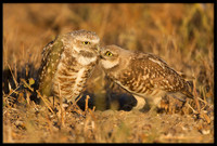 Burrowing Owl