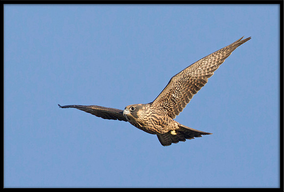 Peregrine Falcon chicks