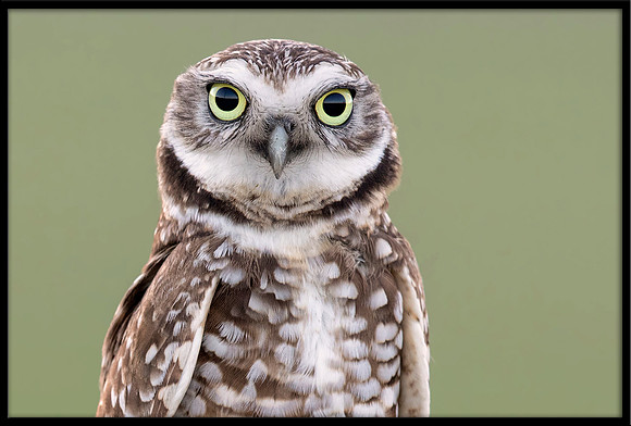 Burrowing Owl