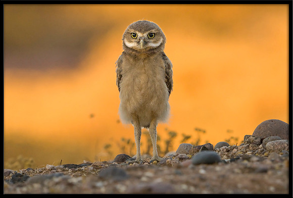 Burrowing Owlet