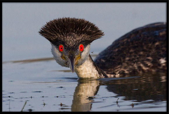 Western Grebe portrait