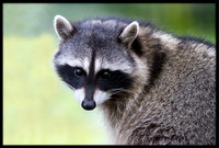 Raccoon