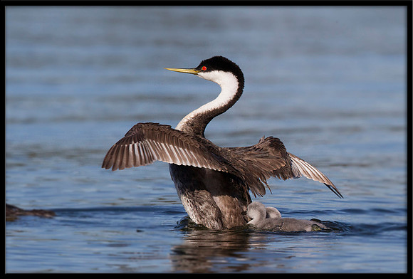 Western Grebe kicking chicks off her back