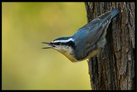 Red-breasted Nuthatch