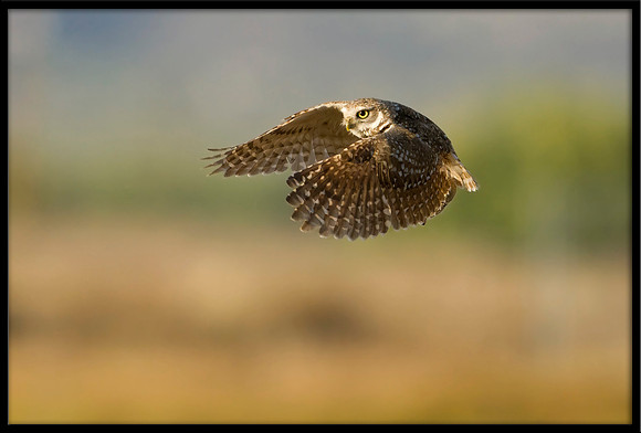 Burrowing Owl