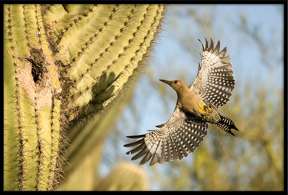Gila Woodpecker nest