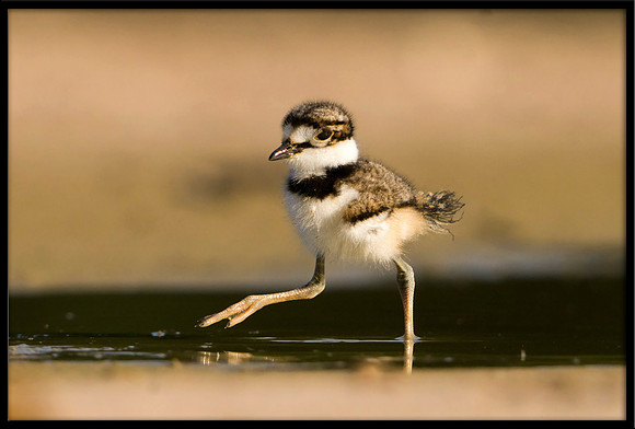 Killdeer Chick