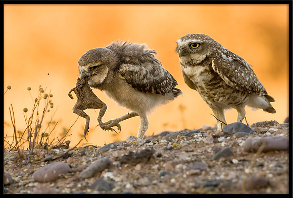 Burrowing Owl parent and juvie with frog