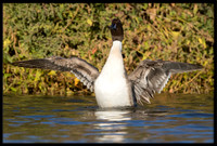 Northern Pintail