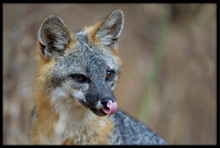 Grey Fox