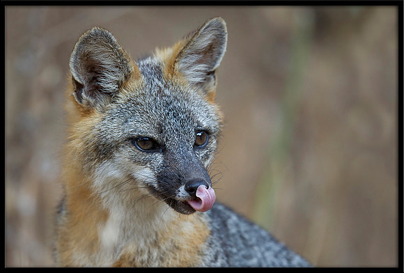 Grey Fox