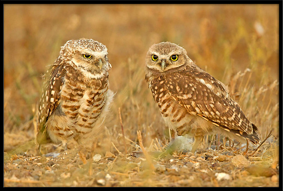 Burrowing Owl