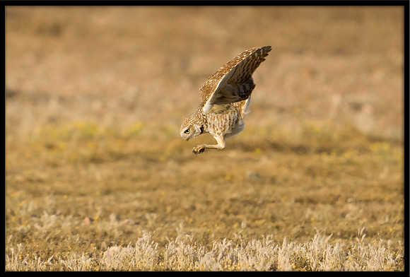 Burrowing Owl Catches Squirrel: 1 of 5