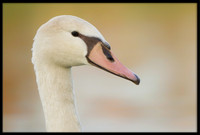 Mute Cygnet - 154 Days Old