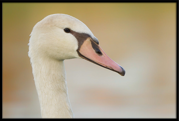Mute Cygnet - 154 Days Old