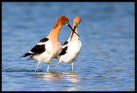 American Avocet Post-mating Dance