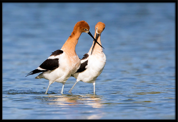 American Avocet Post-mating Dance