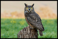 Great Horned Owl