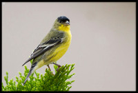 Lesser Goldfinch