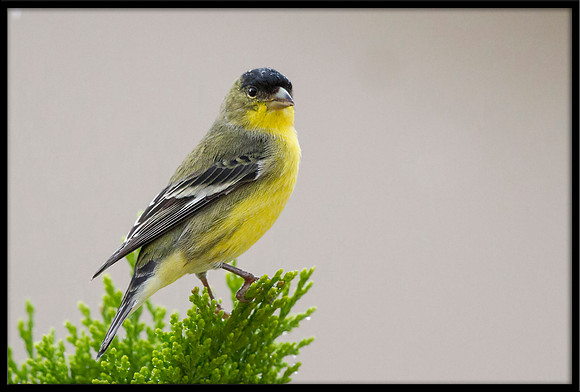 Lesser Goldfinch