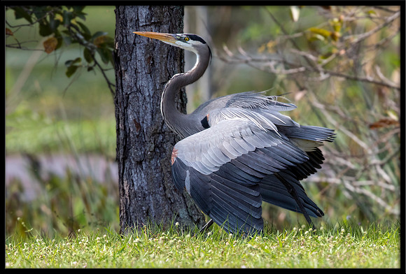 Great Blue Heron Courtship Dance