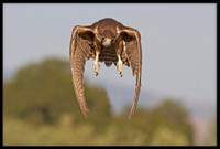 Saker Falcon