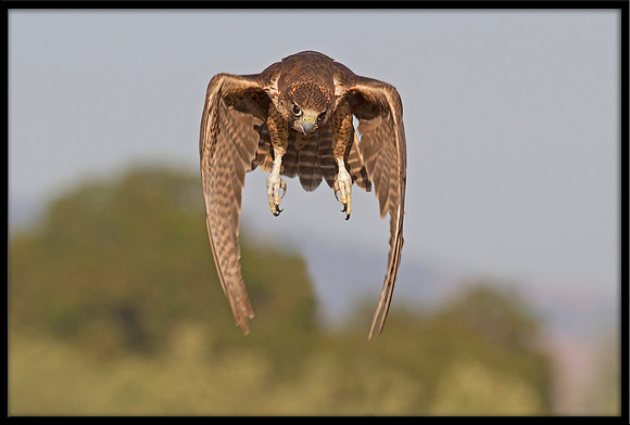 Saker Falcon